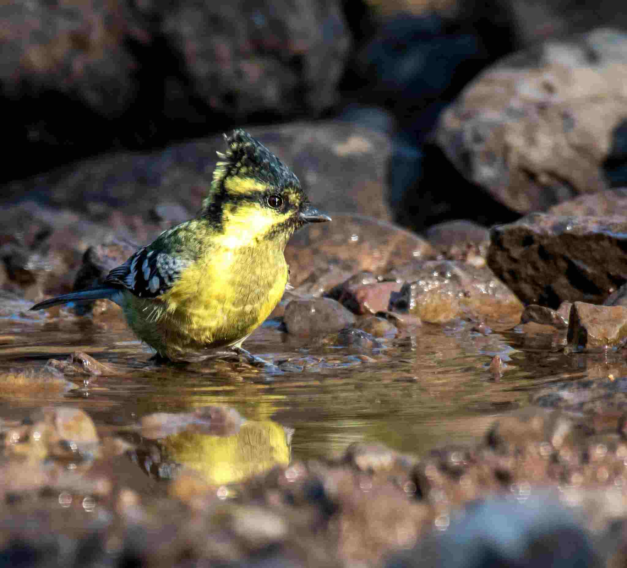 Himalayan black-lored tit